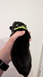 Krásná štěňátka Welsh Corgi Pembroke s PP