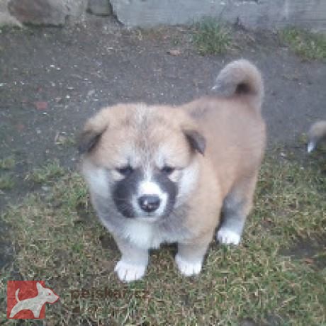 Akita-Inu