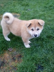 Inzerce psů Akita-Inu