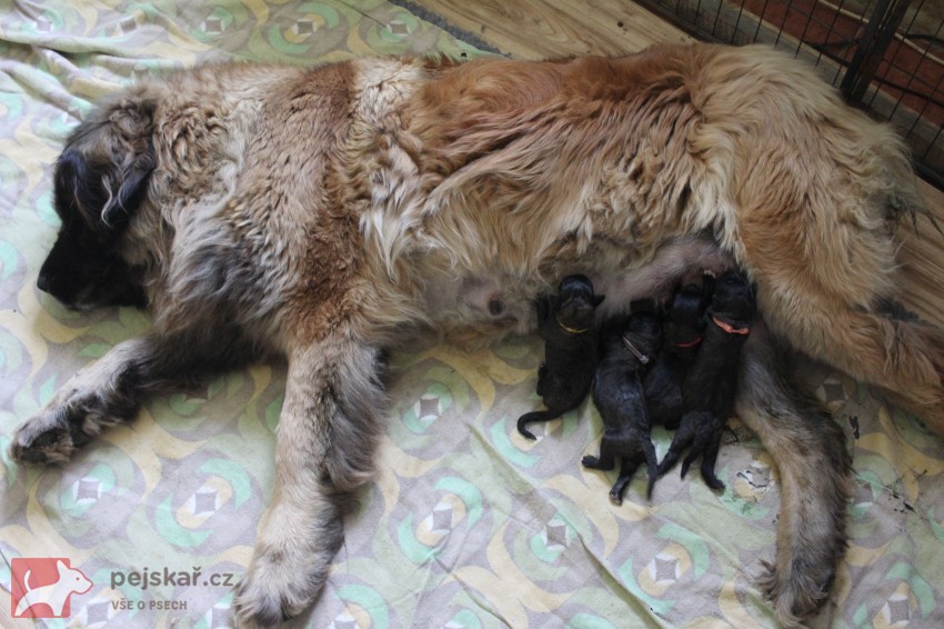 Leonberger - štěňata s PP