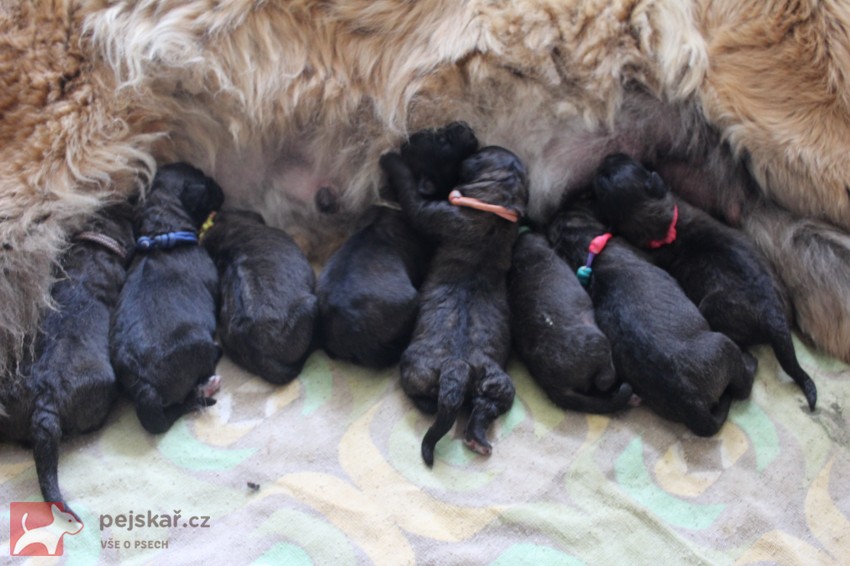 Leonberger - štěňata s PP