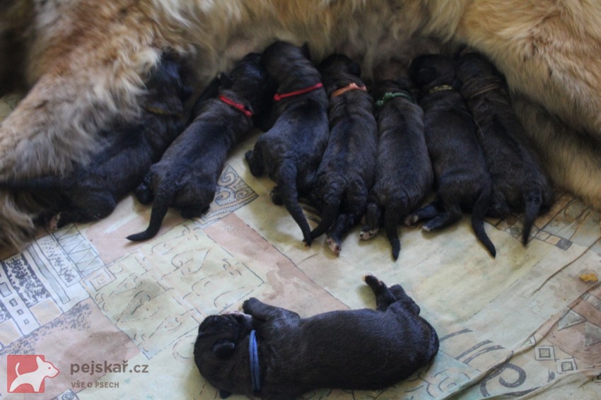 Leonberger - štěňata s PP