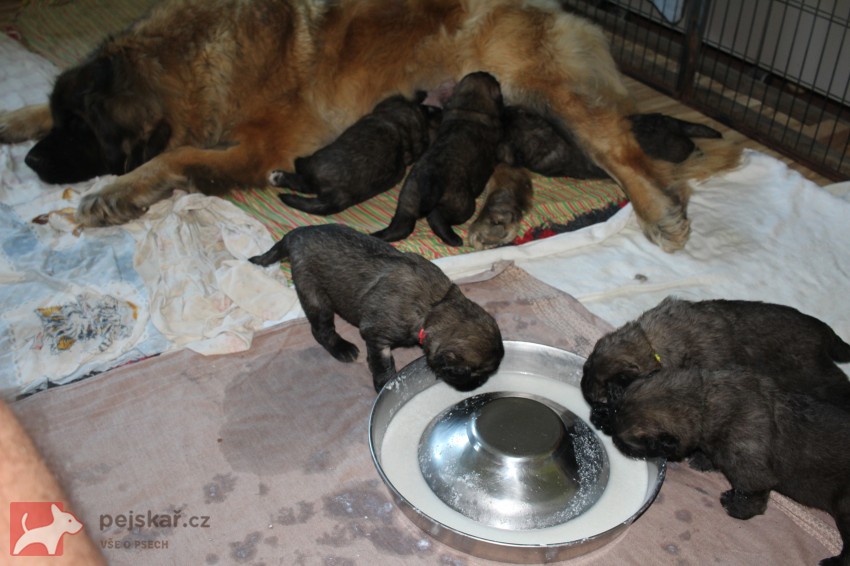 Leonberger - štěňata s PP
