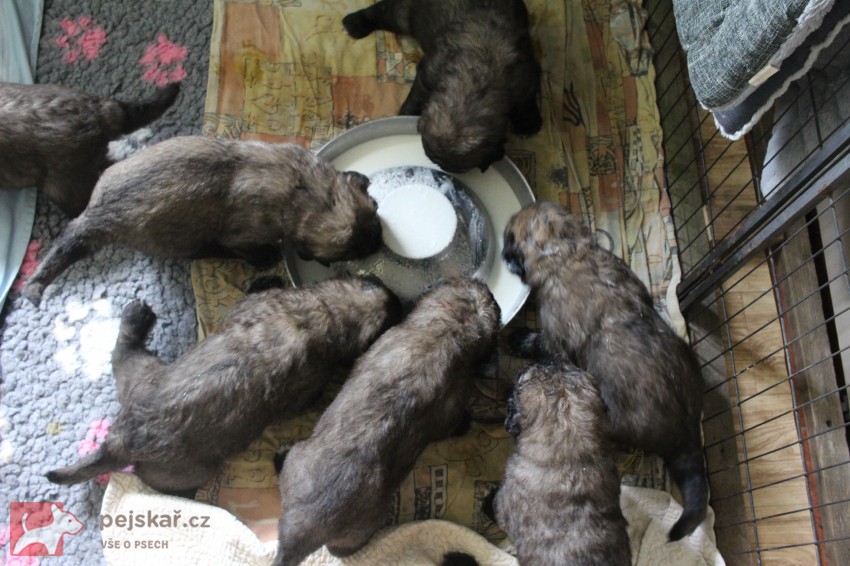 Leonberger - štěňata s PP