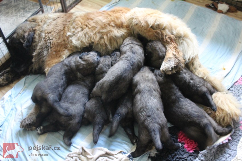 Leonberger - štěňata s PP