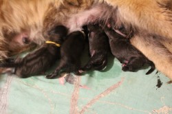 Inzerce psů Leonberger - štěňata s PP