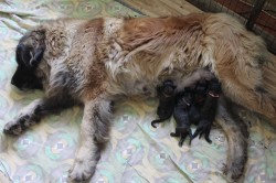 Leonberger - štěňata s PP