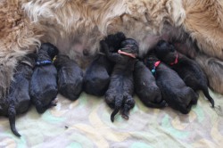 Leonberger - štěňata s PP