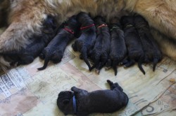 Leonberger - štěňata s PP