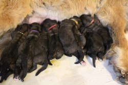 Leonberger - štěňata s PP