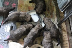 Leonberger - štěňata s PP