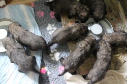 Leonberger - štěňata s PP
