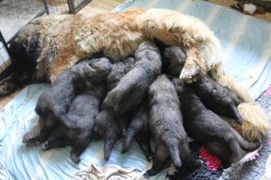 Leonberger - štěňata s PP