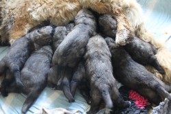 Leonberger - štěňata s PP