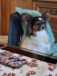 Papillon