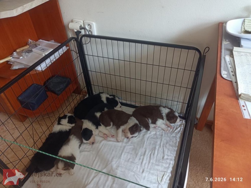 Přijímám rezervaci na čistokrevná štěňata Border kolie bez PP