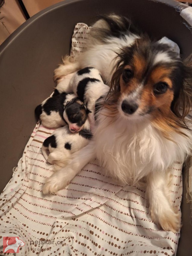 Papillon