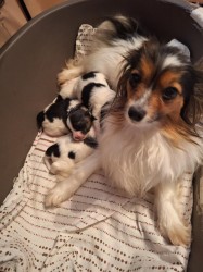 Inzerce psů Papillon