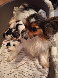 Papillon