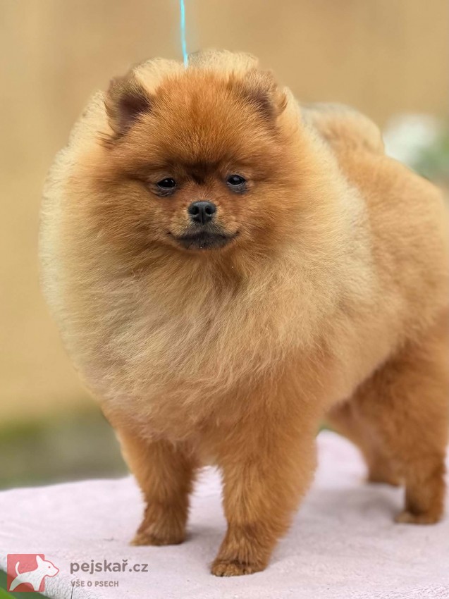 Pomeranian