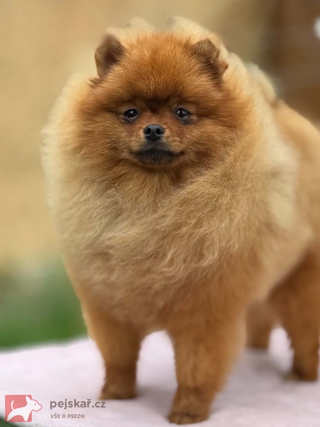 Pomeranian