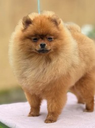 Inzerce psů Pomeranian