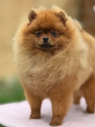 Pomeranian