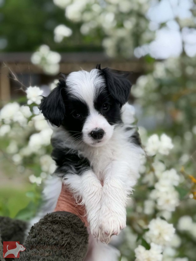 Papillon/ Phalén