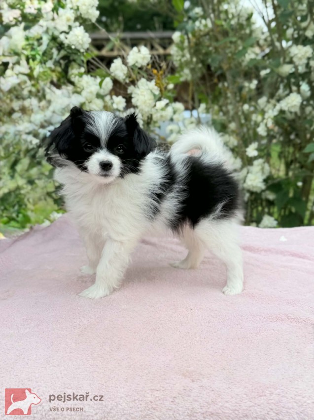Papillon/ Phalén