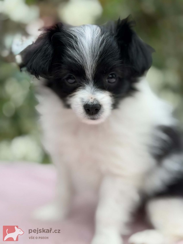 Papillon/ Phalén