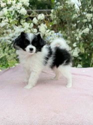 Papillon/ Phalén