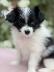 Papillon/ Phalén