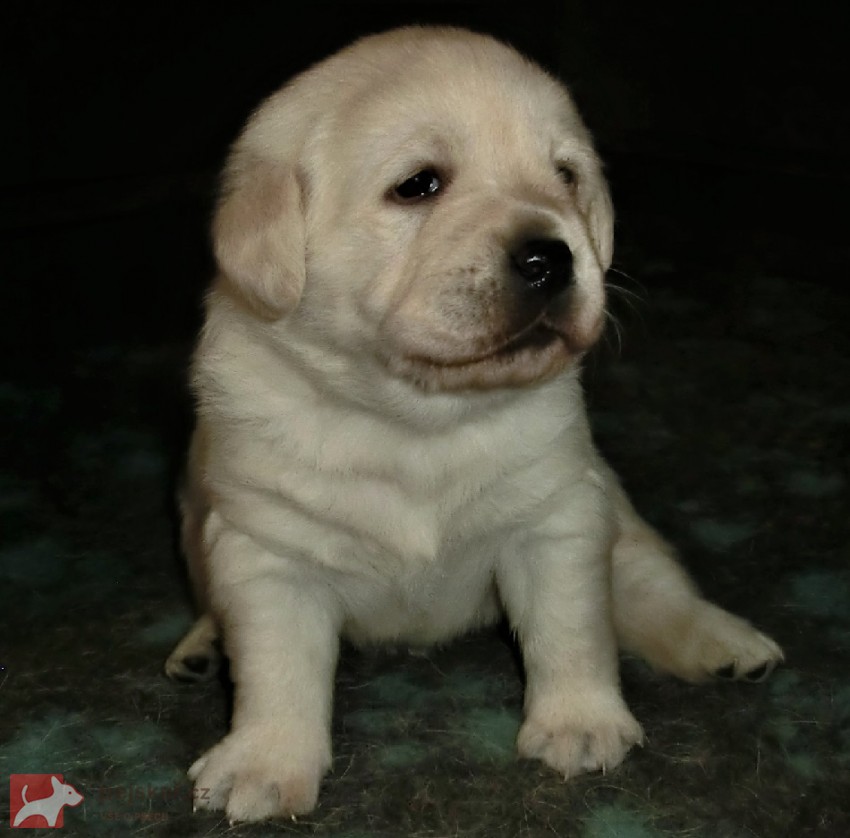 Labrador krásný pejsek s PP