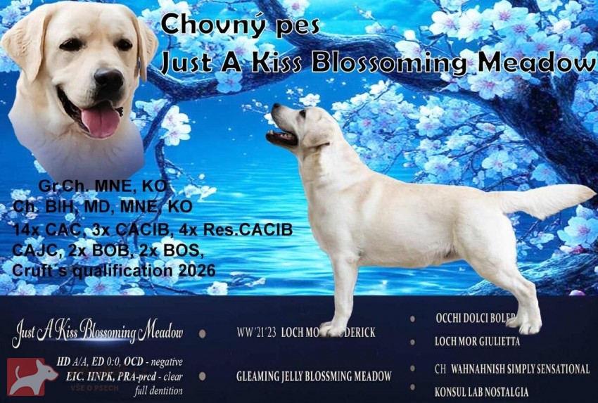 Labrador krásný pejsek s PP