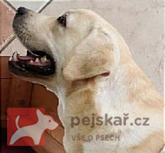 Labrador krásný pejsek s PP