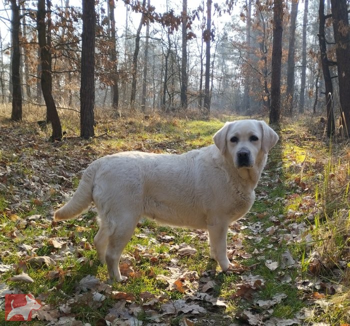 Labrador krásný pejsek s PP