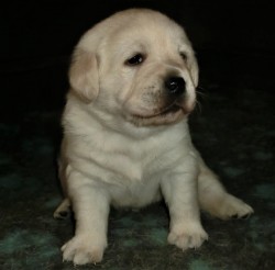 Labrador krásný pejsek s PP