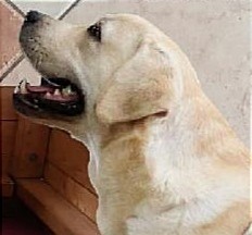 Labrador krásný pejsek s PP