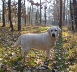 Labrador krásný pejsek s PP