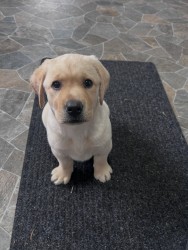 Inzerce psů labradorský retrívr na prodej