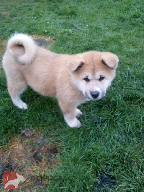 Akita-Inu krásný pejsek