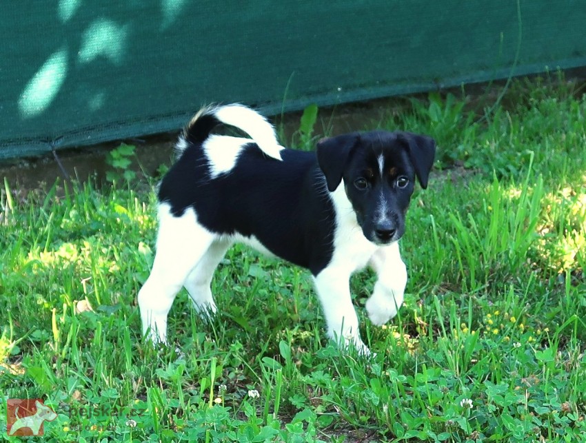 foxteriér hladkosrstý - fena