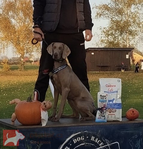 Štěňata výmarského ohaře