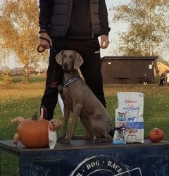 Inzerce psů Štěňata výmarského ohaře