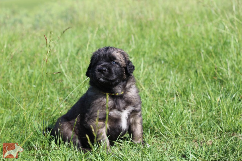 Leonberger - poslední volná fenka s PP