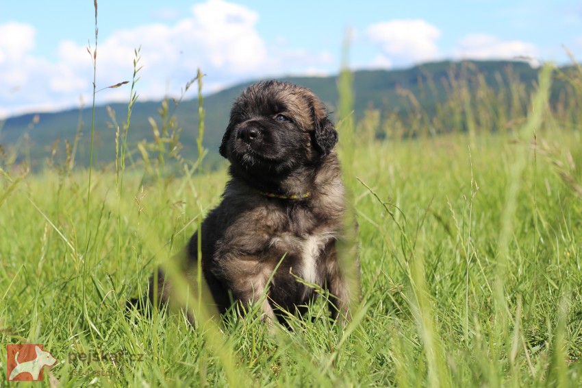 Leonberger - poslední volná fenka s PP