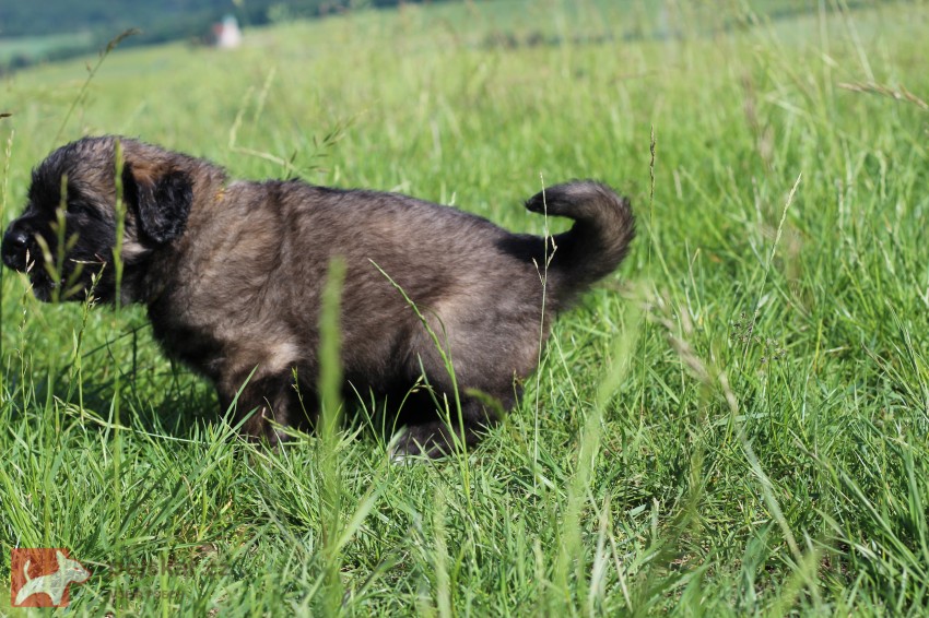 Leonberger - poslední volná fenka s PP