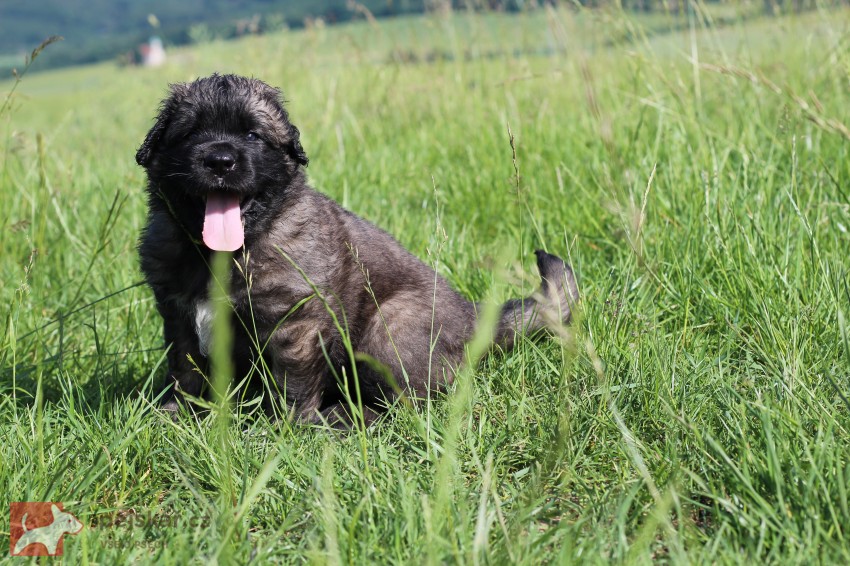 Leonberger - poslední volná fenka s PP