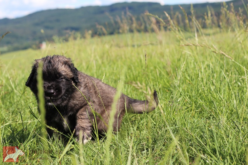 Leonberger - poslední volná fenka s PP