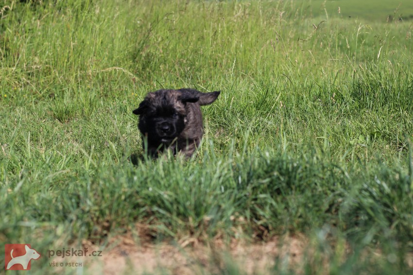 Leonberger - poslední volná fenka s PP